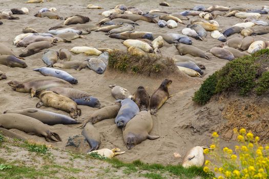 California Elephant Seals in Piedras Blancas point in South Big Sur inn Pacific Highway 1