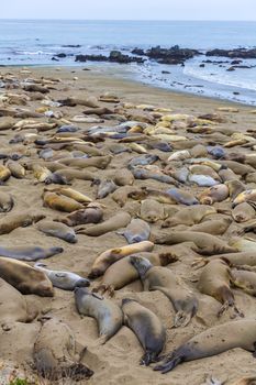 California Elephant Seals in Piedras Blancas point in South Big Sur inn Pacific Highway 1