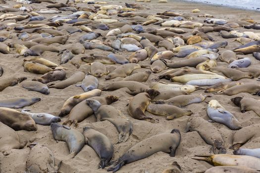 California Elephant Seals in Piedras Blancas point in South Big Sur inn Pacific Highway 1