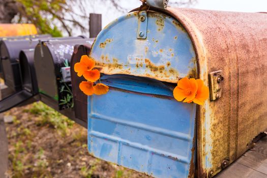 California poppy flower grunge mailboxes along Pacific Highway Route 1 US 101 USA