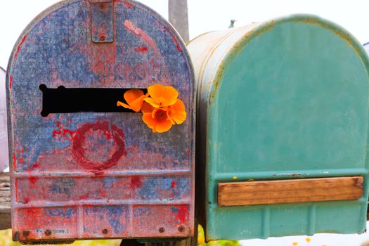 California poppy flower grunge mailboxes along Pacific Highway Route 1 US 101 USA