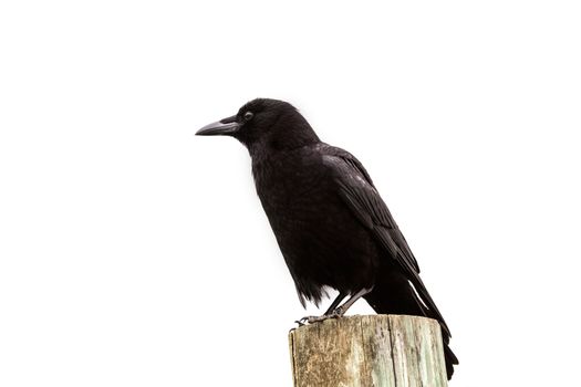 American Crow black bird on wood pole in California Pacific Highway US