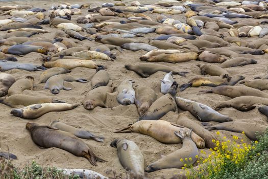 California Elephant Seals in Piedras Blancas point in South Big Sur inn Pacific Highway 1