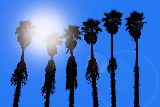 california palm trees washingtonia western surf flavour in US