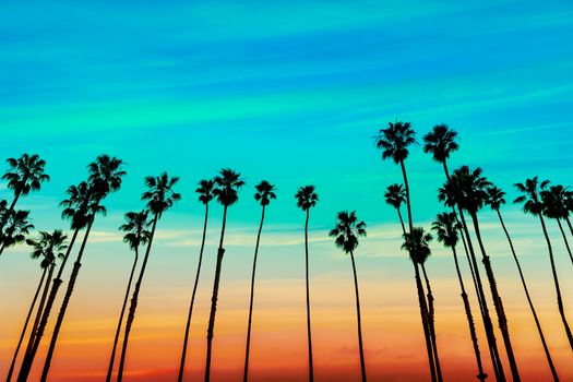 California sunset Palm tree rows in Santa Barbara US