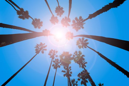 California Palm trees view from below in Santa Barbara US