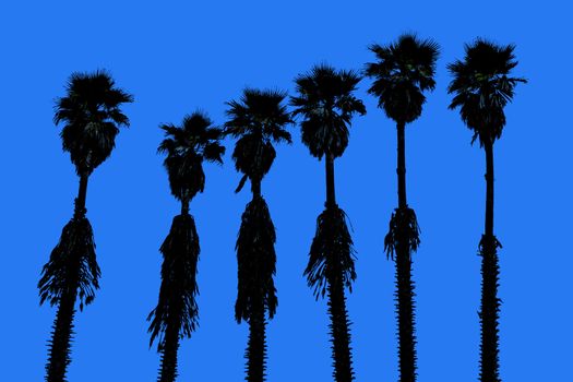 california palm trees washingtonia western surf flavour in US