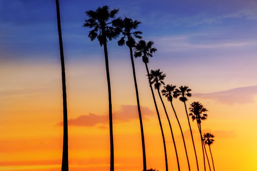 California sunset Palm tree rows in Santa Barbara US