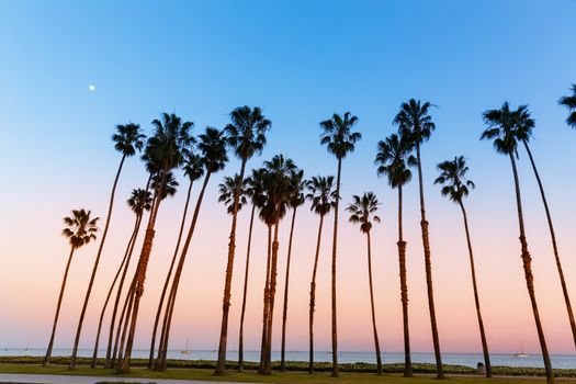 California sunset Palm tree rows in Santa Barbara US