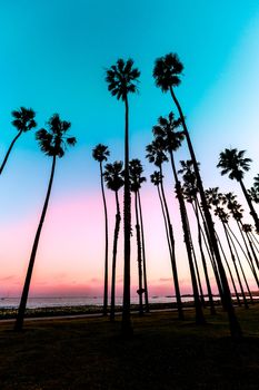 California sunset Palm tree rows in Santa Barbara US