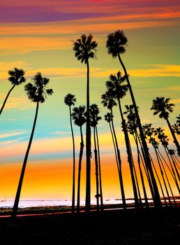 California sunset Palm tree rows in Santa Barbara US