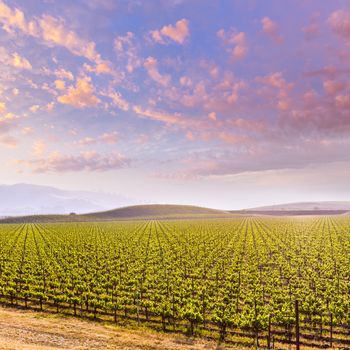 California vines vineyard field at sunset in US