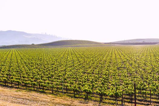 California vines vineyard field in US