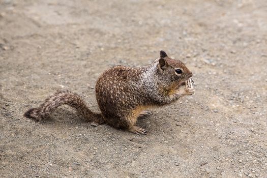 California Ground Squirrel eating tourist biscuit in Pacific Highway US