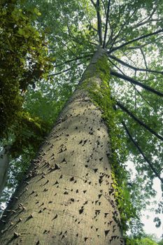 giant ceiba tree grows up in sunny tropical forest