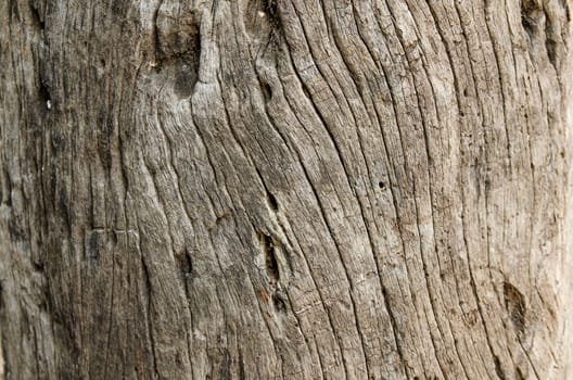 Timber stump background, Wood texture