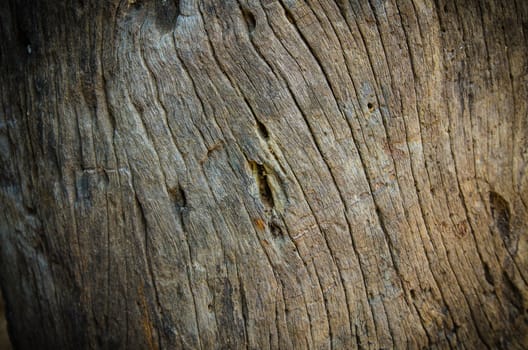 Timber stump background, Wood texture