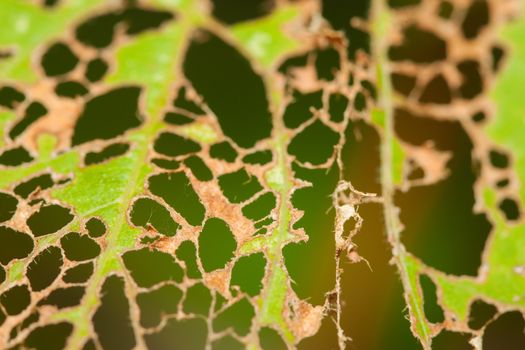 Leaves are eaten away by japanese beetle at garden 