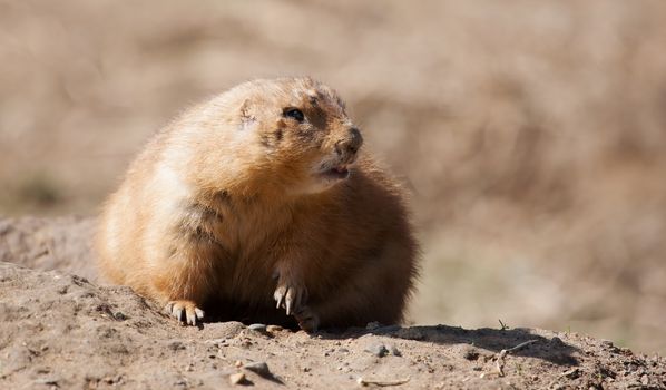 Prairie dog on a rock looking into the camera.