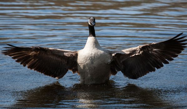 Canadian Goose flapping wings in the water