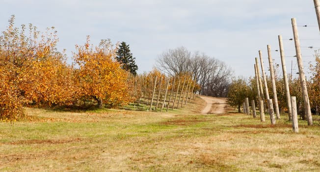 Apple Orchard trees full of rippend apples.