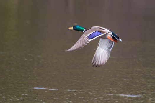 Mallard in flight and ready to land in soft focus