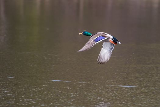 Mallard in flight and ready to land.