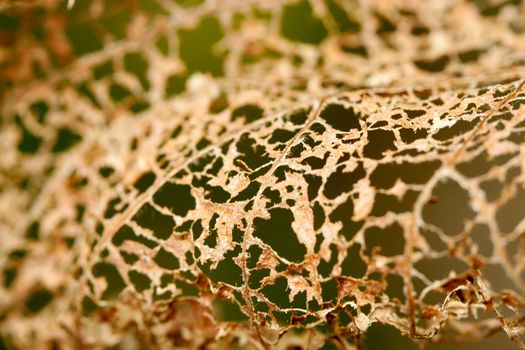 Leaves are eaten away by japanese beetle at garden 