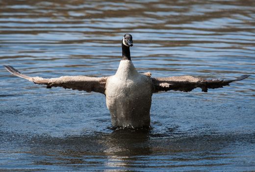 Canadian Goose flapping wings in the water in soft focus