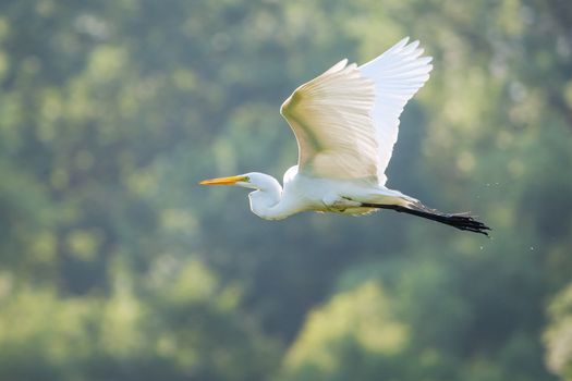 Great White Egret Flying to a new fishing location.