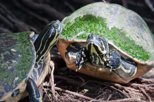 Painted turtle in wildlife on the waters edge in soft focus