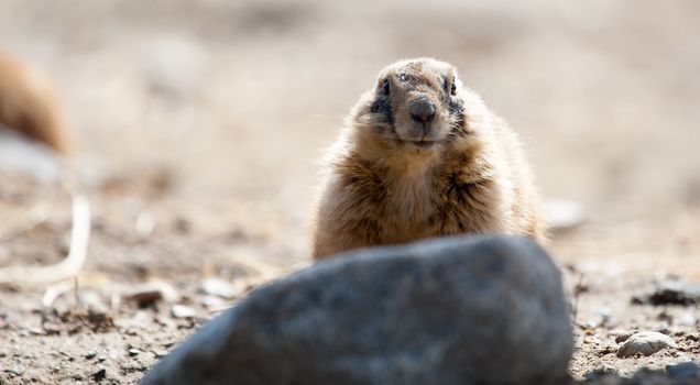 Prairie dog on a rock looking into the camera.