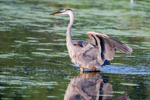 Great Blue Heron fishing in a pond in soft focus