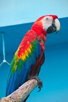 Beautiful photo of tropical parrot Ara macao or Scarlet Macaw
