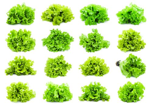 Collection of fresh green Lettuce salad isolated on white background