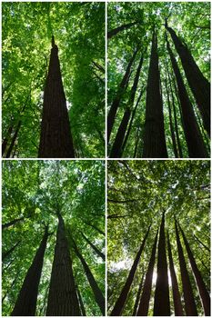 Beautiful photos of green forest on sunny day