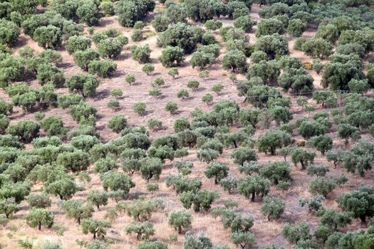 olive trees landscape nature background
