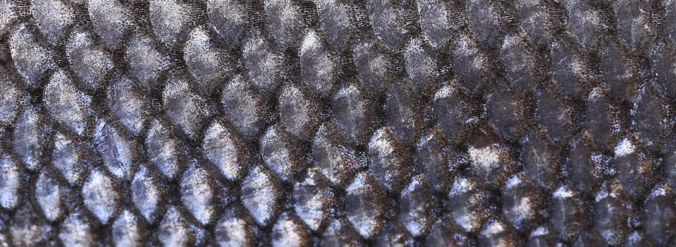 Close up of seabass scale texture. Whole background.