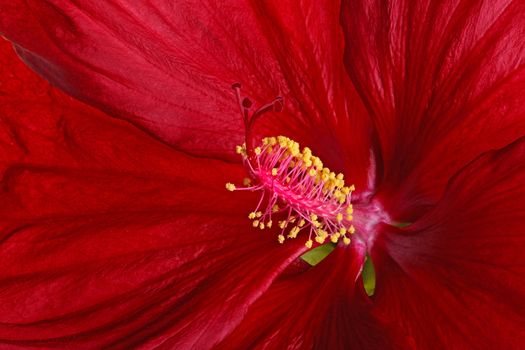 Close-up view of a dark red flower of hibiscus (Hibiscus moscheutos hybrid, swamp-rose mallow or rose mallow) showing the pistil with four stigmas and stamen with multiple anthers bearing yellow pollen