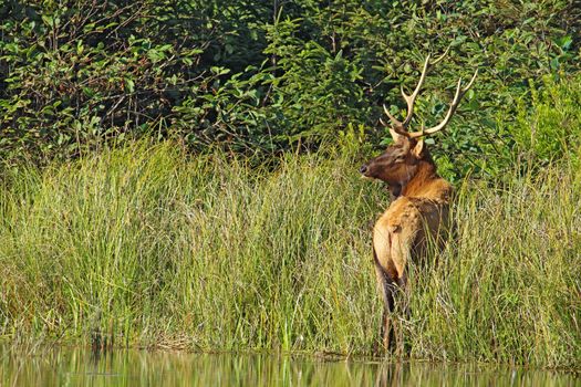 Male or bull Roosevelt elk (Cervus canadensis roosevelti) browsing on grasses near Fern Canyon in Prairie Creek Redwoods State Park, California