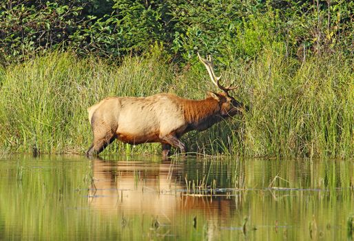 Male or bull Roosevelt elk (Cervus canadensis roosevelti) browsing on grasses on the edge of a pond near Fern Canyon in Prairie Creek Redwoods State Park, California