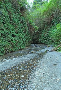 Maidenhair ferns (Adiantum aleuticum) line the pathway along the creek in Fern Canyon in Prairie Creek Redwoods State Park, California