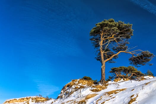 Lonely pine on the edge break .Ventspils, Latvia.