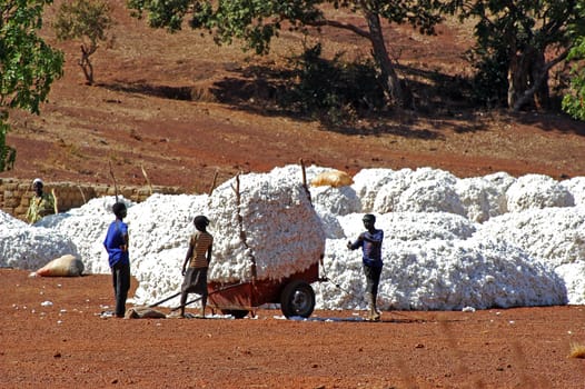 the cotton harvest by children in Burkina Faso