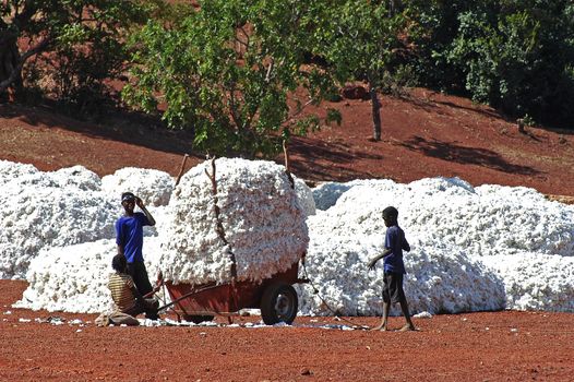 the cotton harvest by children in Burkina Faso