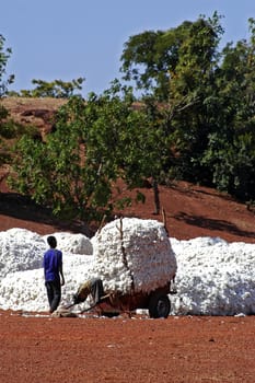 the cotton harvest by children in Burkina Faso