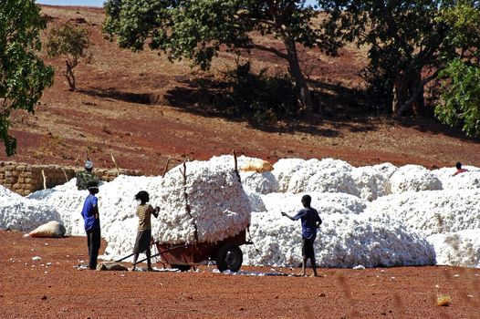 the cotton harvest by children in Burkina Faso