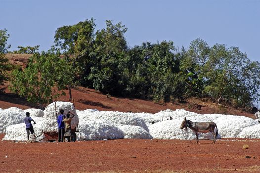 the cotton harvest by children in Burkina Faso