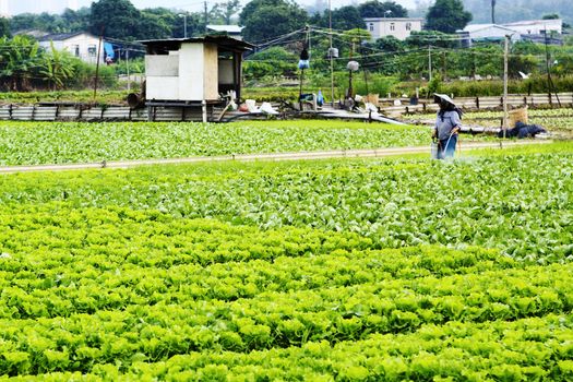 Cultivated land and farmer spraying 