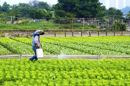 Cultivated land and farmer spraying 